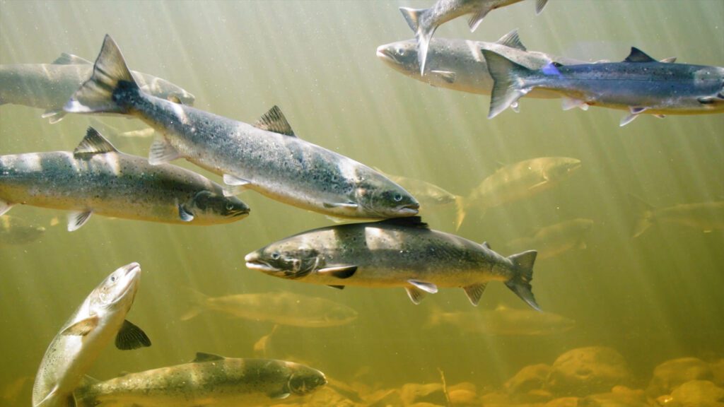 Several salmon swim together.